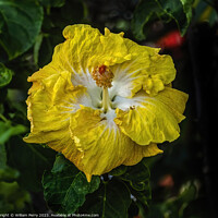 Buy canvas prints of Yellow White Tropical Hibiscus Flower Waikiki Oahu Hawaii by William Perry