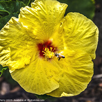 Buy canvas prints of Honey Bee Yellow Red Tropical Hibiscus Flower Waikiki Oahu Hawa by William Perry