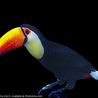 Buy canvas prints of Colorful Toco Giant Toucan Bird Waikiki Honolulu Hawaii by William Perry
