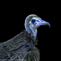 Buy canvas prints of Colorful Juvenile Hooded Vulture Waikiki Honolulu Hawaii  by William Perry