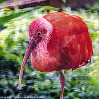 Buy canvas prints of Colorful Red Orange Scarlet Ibis Waikiki Honolulu Hawaii  by William Perry