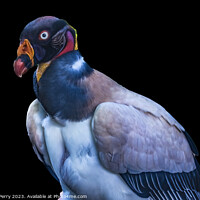 Buy canvas prints of Colorful Red Orange King Vulture Waikiki Honolulu Hawaii  by William Perry
