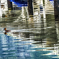 Buy canvas prints of Common Goldeneye Duck Reflection Abstract Gig Harbor Washington  by William Perry