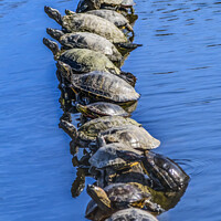 Buy canvas prints of Western Painted Turtle Line Juanita Bay Park Lake Washington Kir by William Perry