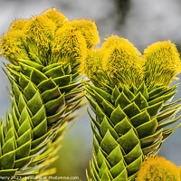 Buy canvas prints of Green Yellow Monkey Puzzle Tree Blooming Macro Washington  by William Perry