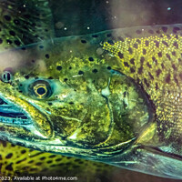 Buy canvas prints of Chinook Salmon Close Up Issaquah Hatchery Washington State by William Perry