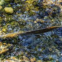 Buy canvas prints of Chinook Salmon Issaquah Creek Hatchery Washington State by William Perry