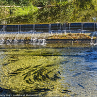 Buy canvas prints of Chinook Salmon Issaquah Creek Dam Hatchery Washington State by William Perry