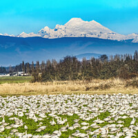 Buy canvas prints of Thousands Snow Geese Mount Baker Skagit Valley Washington by William Perry