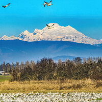 Buy canvas prints of Thousands Snow Geese Flying Mount Baker Skagit Valley Washington by William Perry