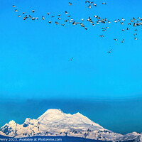 Buy canvas prints of Many Snow Geese Flying Over Mount Baker Skagit Valley Washington by William Perry