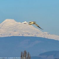 Buy canvas prints of Snow Goose Flying Over Mount Baker Skagit Valley Washington by William Perry