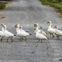 Buy canvas prints of Snow Geese Crossing Street Skagit Valley Washington by William Perry