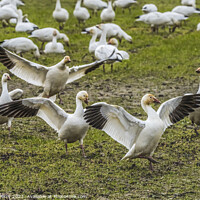 Buy canvas prints of Snow Geese Dancing Skagit Valley Washington by William Perry