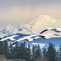 Buy canvas prints of Many Snow Geese Flying Over Mount Baker Skagit Valley Washington by William Perry
