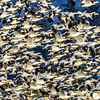 Buy canvas prints of Thousands Snow Geese Flying Skagit Valley Washington by William Perry