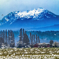 Buy canvas prints of Thousands Snow Geese Mountain Skagit Valley Washington by William Perry