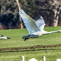 Buy canvas prints of Trumpeter Swans Flying Skagit Valley Washington by William Perry