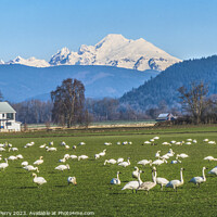 Buy canvas prints of Trumpeter Swans Mount Baker Skagit Valley Washington by William Perry