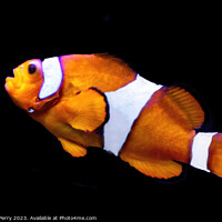 Buy canvas prints of Colorful Orange White Clownfish Waikiki Oahu Hawaii by William Perry