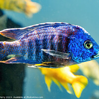 Buy canvas prints of Colorful Blue Peacock Cichlid Fish Waikiki Oahu Hawaii by William Perry