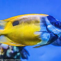 Buy canvas prints of Colorful Yellow One Spot Foxface Fish Waikiki Oahu Hawaii by William Perry