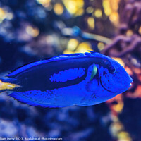 Buy canvas prints of Blue Tang Fish Waikiki Oahu Hawaii by William Perry