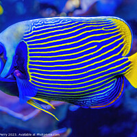 Buy canvas prints of Colorful Blue Yellow Emperor Angelfish Waikiki Oahu Hawaii by William Perry