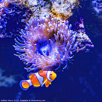 Buy canvas prints of Colorful Orange White Clownfish Waikiki Oahu Hawaii by William Perry