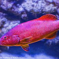 Buy canvas prints of Colorful Red Coral Grouper Waikiki Oahu Hawaii by William Perry