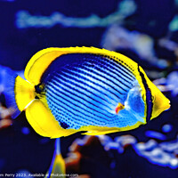 Buy canvas prints of Colorful Blackback Butterfly Fish Waikiki Oahu Hawaii by William Perry