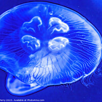 Buy canvas prints of Colorful Blue Moon Jellyfish Waikiki Oahu Hawaii by William Perry