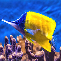 Buy canvas prints of Colorful Yellow Longnose Butterfly Fish Waikiki Oa by William Perry
