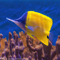 Buy canvas prints of Colorful Yellow Longnose Butterfly Fish Waikiki Oa by William Perry