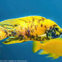 Buy canvas prints of Colorful Yellow Blotched Peacock Cichlid Fish Waik by William Perry
