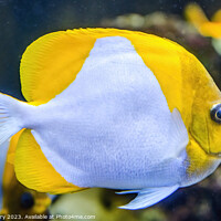 Buy canvas prints of White Yellow Pyramid Butterfly Fish Waikiki Oahu H by William Perry