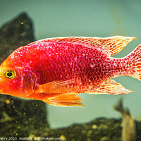 Buy canvas prints of Colorful Pink Red Peacock Cichlid Fish by William Perry
