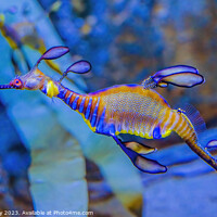Buy canvas prints of Colorful Weedy Seadragon Fish Oahu Hawaii by William Perry