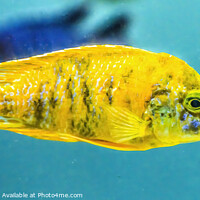 Buy canvas prints of Colorful Yellow Blotched Peacock Cichlid Fish Oahu Hawaii by William Perry