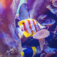 Buy canvas prints of Copperband Butterfly Fish Waikiki Oahu Hawaii by William Perry