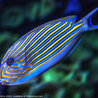 Buy canvas prints of Striped Surgeonfish Tang Fish Waikiki Oahu Hawaii by William Perry
