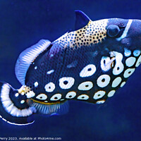 Buy canvas prints of White Spotted Clown Trigger Fish Waikiki Oahu Hawaii by William Perry