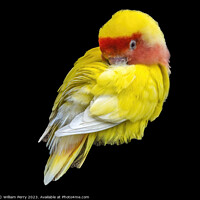 Buy canvas prints of Red Yellow Lovebird Honolulu Hawaii by William Perry