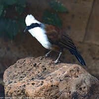 Buy canvas prints of White-Crested Laughing Thrush Bird Waikiki Honolulu Hawaii by William Perry