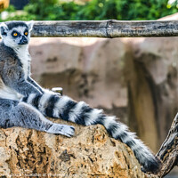 Buy canvas prints of Black White Ring-Tailed Lemur Waikiki Hawaii by William Perry