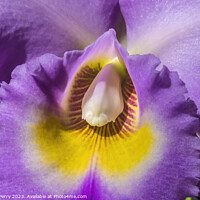 Buy canvas prints of Purple Yellow Cattleya Orchid Flower Honolulu Hawaii by William Perry