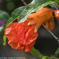 Buy canvas prints of Orange Pomegranate Flower Shrub Waikiki Honolulu Hawaii by William Perry