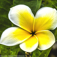Buy canvas prints of White Yellow Frangipini Moorea Waikiki Honolulu Hawaii by William Perry