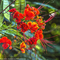 Buy canvas prints of Colorful Red Yellow Poinciana Flowers Waikiki Honolulu Hawaii by William Perry
