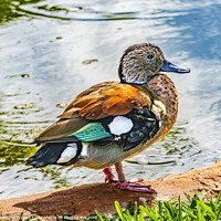 Buy canvas prints of Colorful Female Green-Winged Teal Duck Waikiki Honolulu Hawaii by William Perry